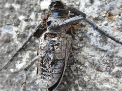 Lamiomimus gottschei