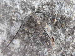 Lamiomimus gottschei