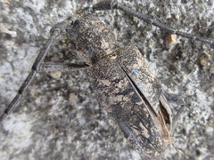 Lamiomimus gottschei