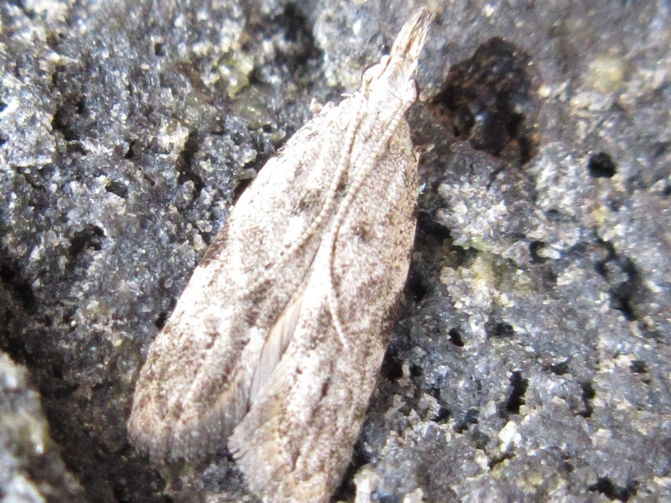 Faristenia