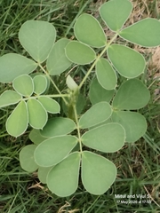 Senna uniflora, photograph (c) Mitul and Vijul Singh, some rights reserved (CC BY)