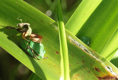 Gastrotheca cuencana