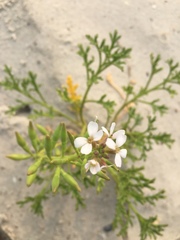 Cakile lanceolata