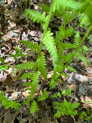 New York fern