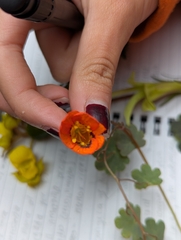 Tropaeolum tuberosum