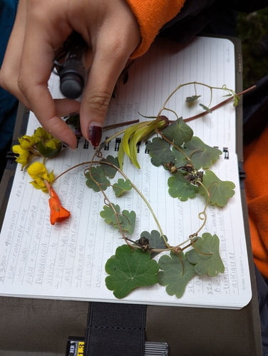 Tropaeolum tuberosum, photograph 2