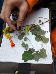 Tropaeolum tuberosum, photograph (c) Sebastián Ordóñez, some rights reserved (CC BY)