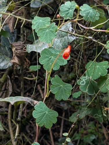 Tropaeolum tuberosum, photograph 3
