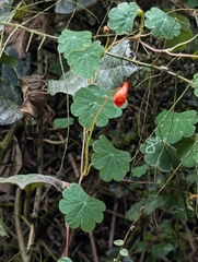 Tropaeolum tuberosum, photograph (c) Sebastián Ordóñez, some rights reserved (CC BY)