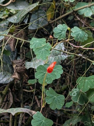 Tropaeolum tuberosum, photograph 4