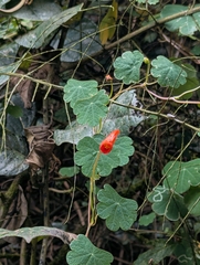 Tropaeolum tuberosum, photograph (c) Sebastián Ordóñez, some rights reserved (CC BY)