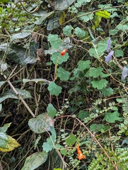 Tropaeolum tuberosum, photograph (c) Sebastián Ordóñez, some rights reserved (CC BY)