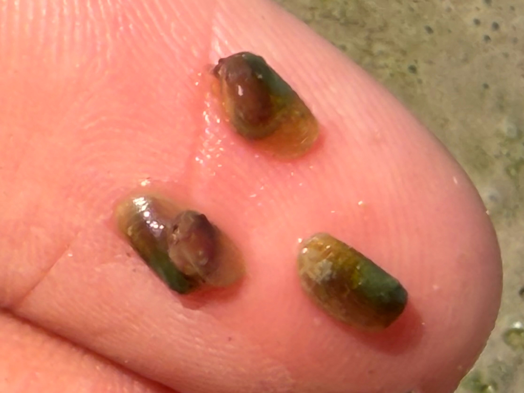 playa clam shrimp