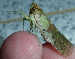 Poiocerinae