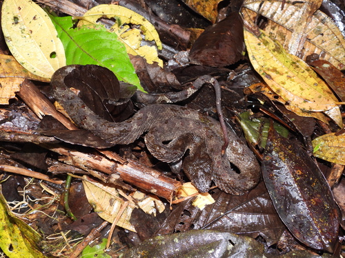 Craspedocephalus puniceus, 2026-05-06