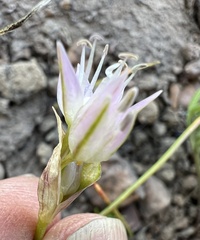 Allium lemmonii, photograph (c) Steve Matson, some rights reserved (CC BY)