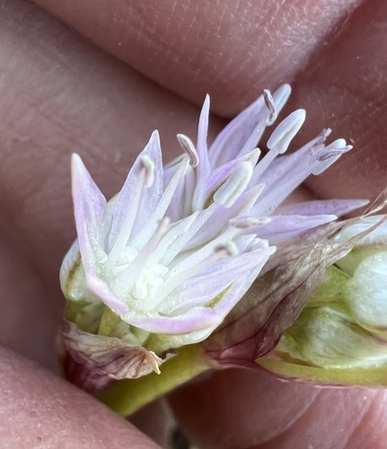 Allium lemmonii, photograph 3
