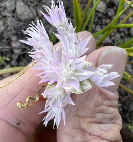 Allium lemmonii