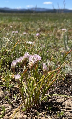 Allium lemmonii, photograph 4