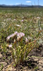 Allium lemmonii, photograph (c) Steve Matson, some rights reserved (CC BY)