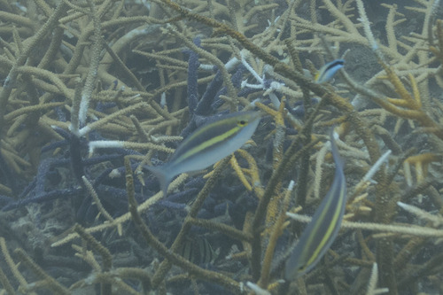 Pentapodus caninus observed 2026-05-15