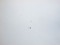 Buteo jamaicensis calurus