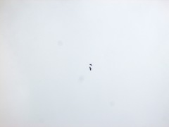 Buteo jamaicensis calurus