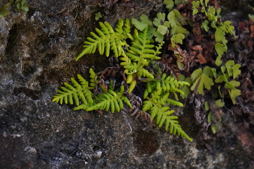 Pityrogramma chrysophylla observed 2026-05-17