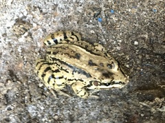 Leptodactylus mystacinus