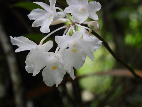 Dendrobium mutabile