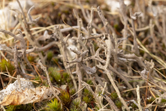 Cladonia subulata
