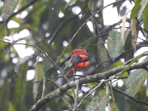 Sunda Minivet