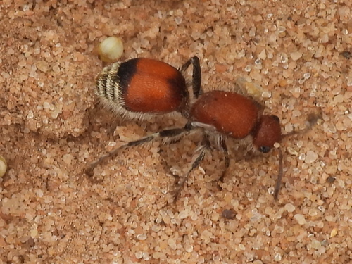 Dasymutilla vesta photo 3