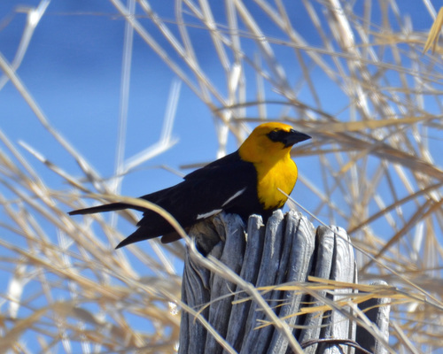 Yellow-headed Blackbird