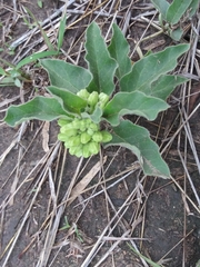 Asclepias oenotheroides