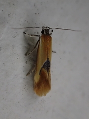 Batia internella