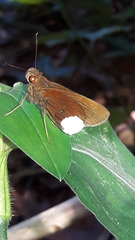 Cobalus virbius