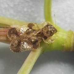 Corythucha associata