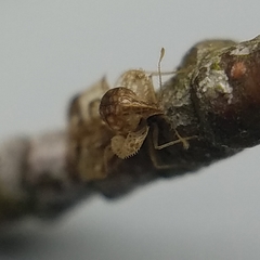 Corythucha associata