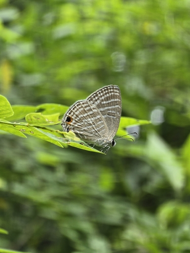 Common Cerulean