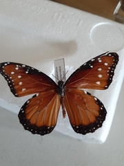 Danaus gilippus thersippus