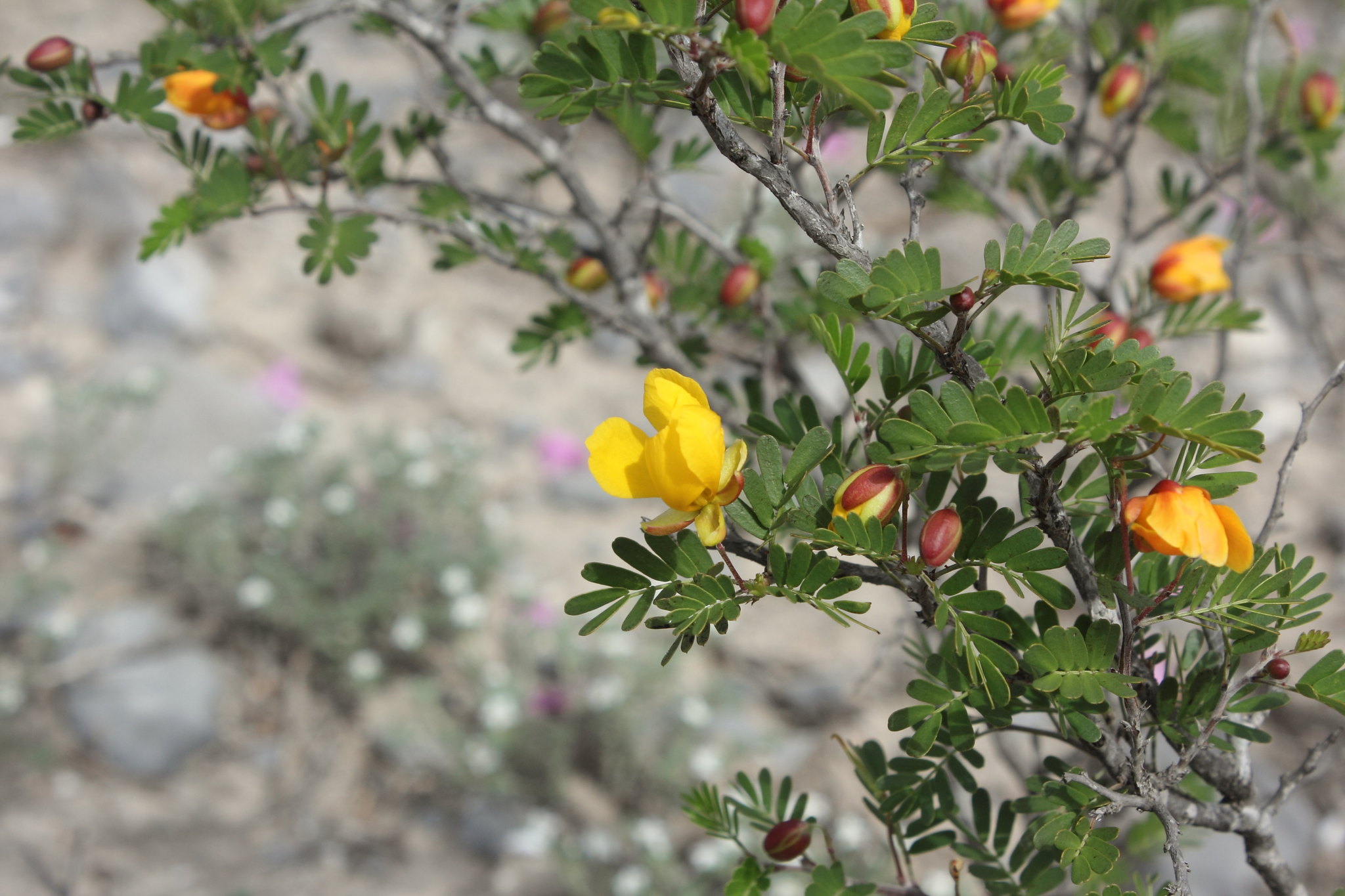 Chamaecrista greggii