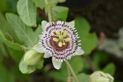 Passiflora exsudans