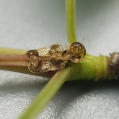 Corythucha associata