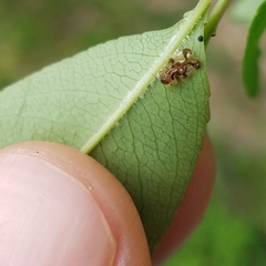 Corythucha associata