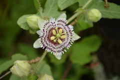 Passiflora exsudans