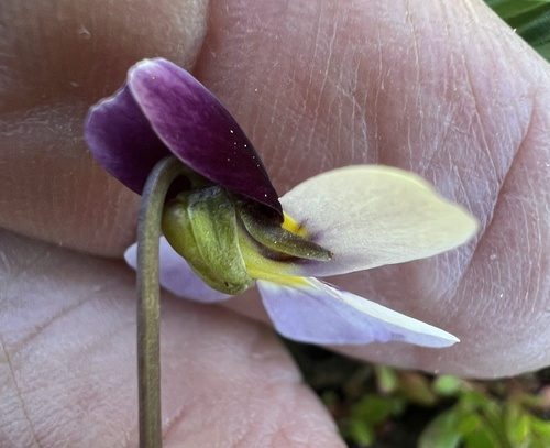 Viola beckwithii