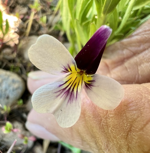 Viola beckwithii, photograph 2