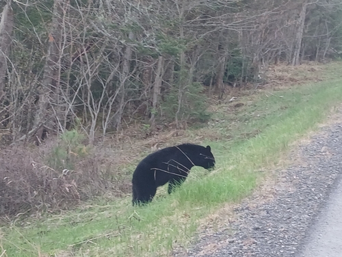 American Black Bear