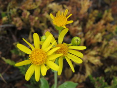 Arnica fulgens